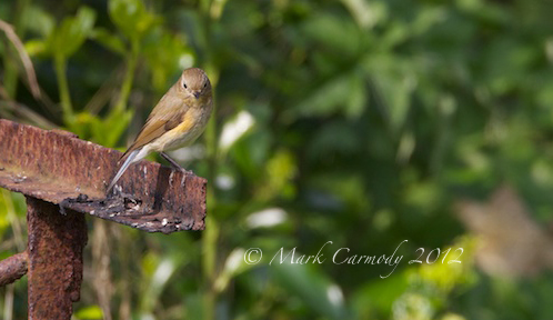 Red-flanked Bluetail