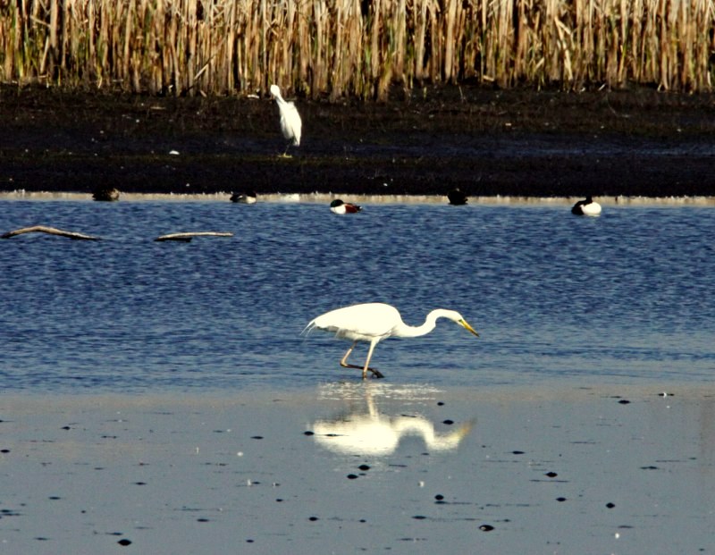 Great White Egret