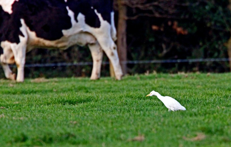 Cattle Egret