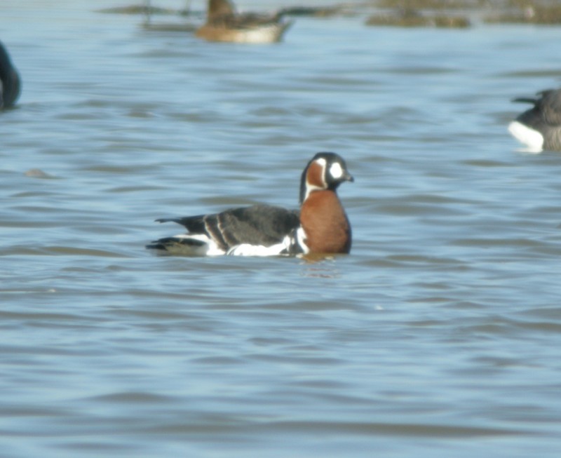 Red-breasted Goose