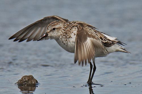 Semipalmated Sandpiper