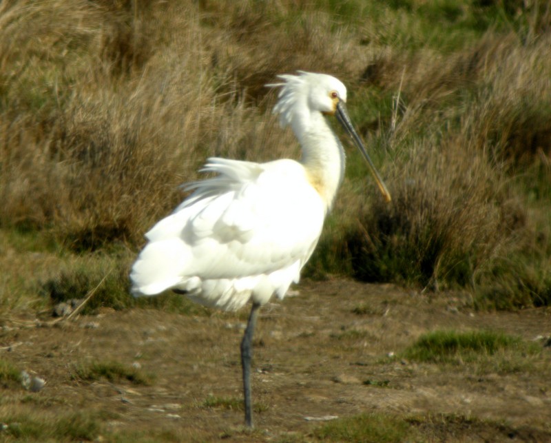 Spoonbill