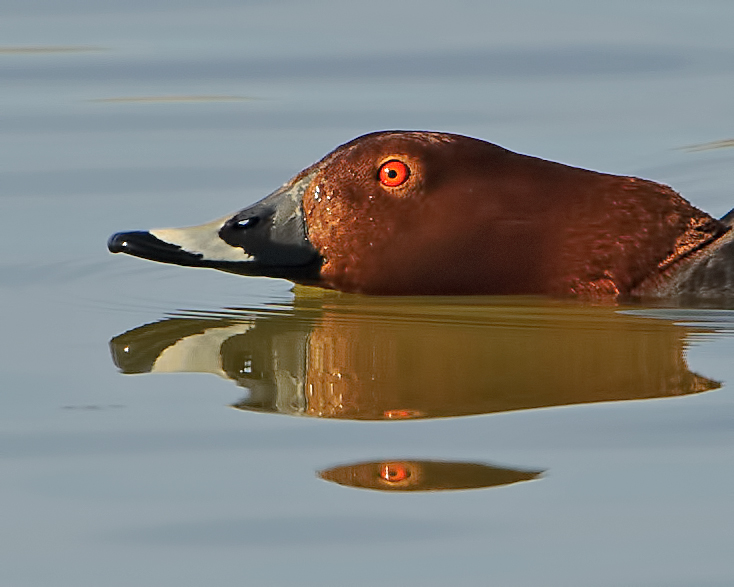 Pochard