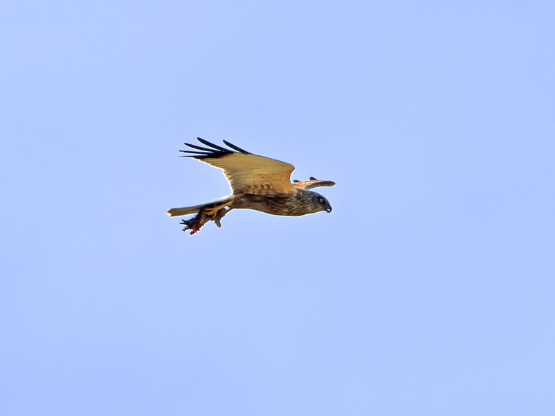 Marsh Harrier