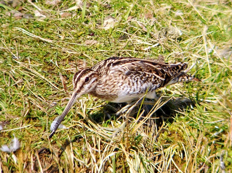 Snipe