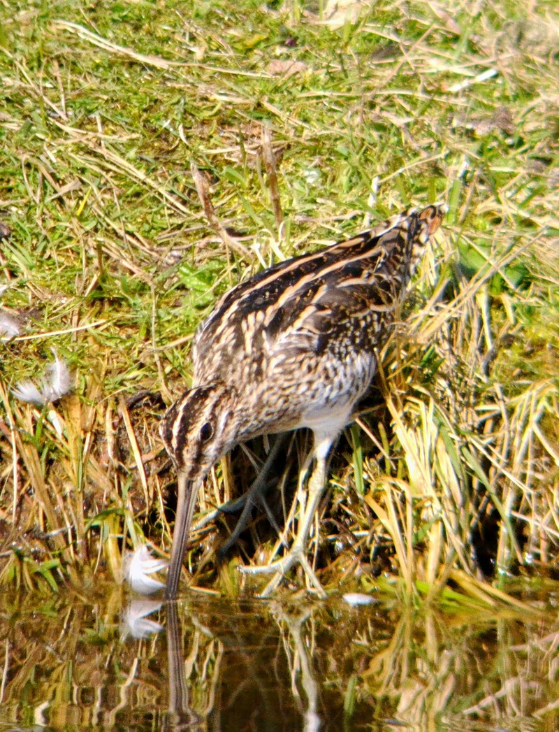 Snipe