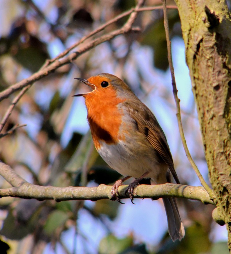 Robin