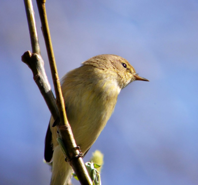 Chiffchaff