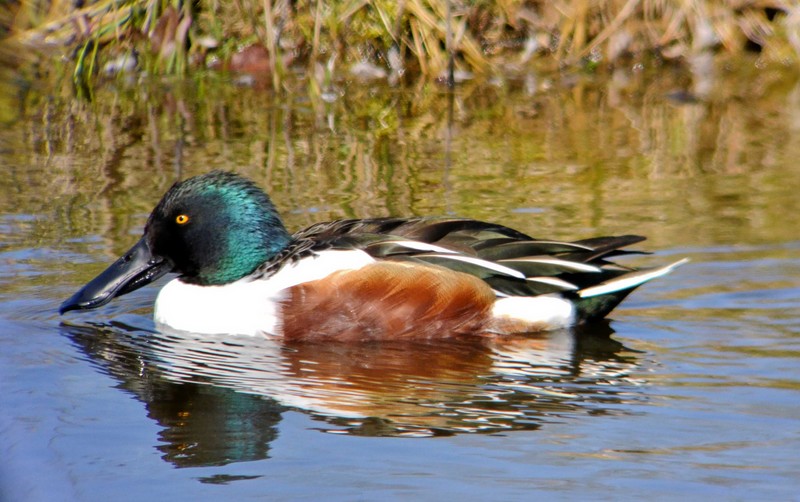 Shoveler