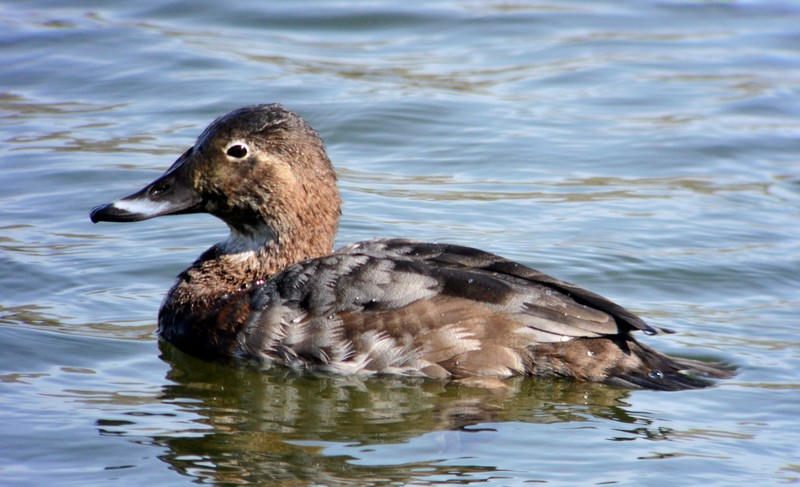Pochard