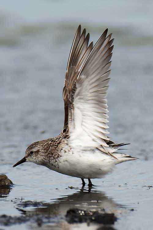 Semipalmated Sandpiper