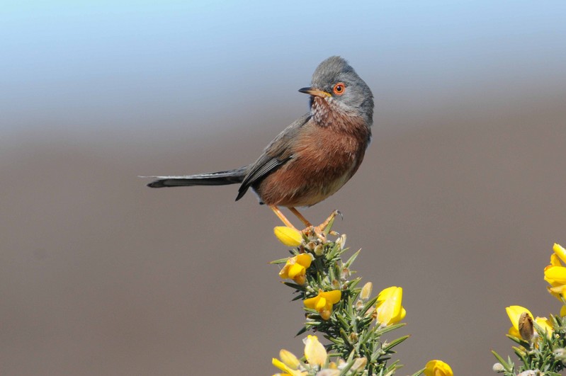 Dartford Warbler