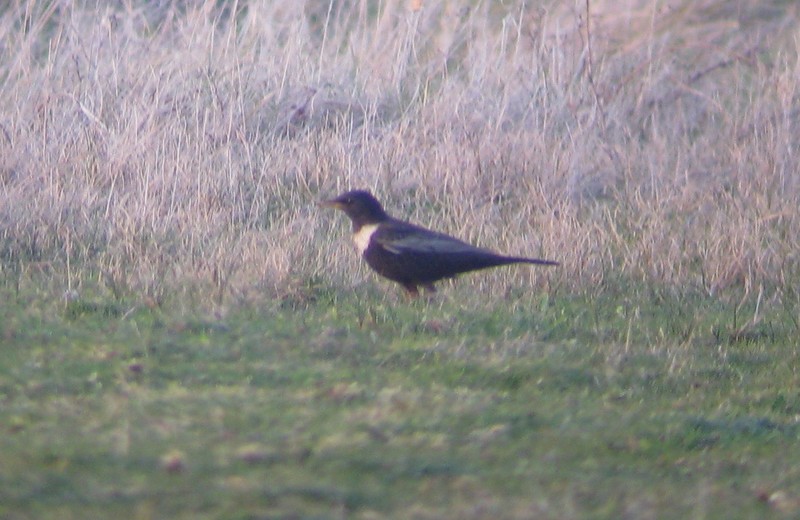 Ring Ouzel