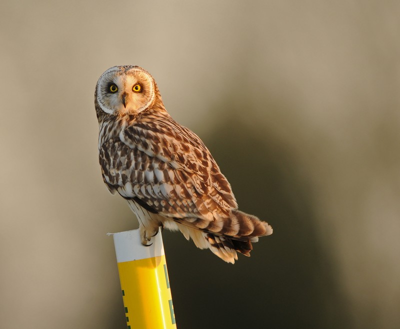 Short-eared Owl