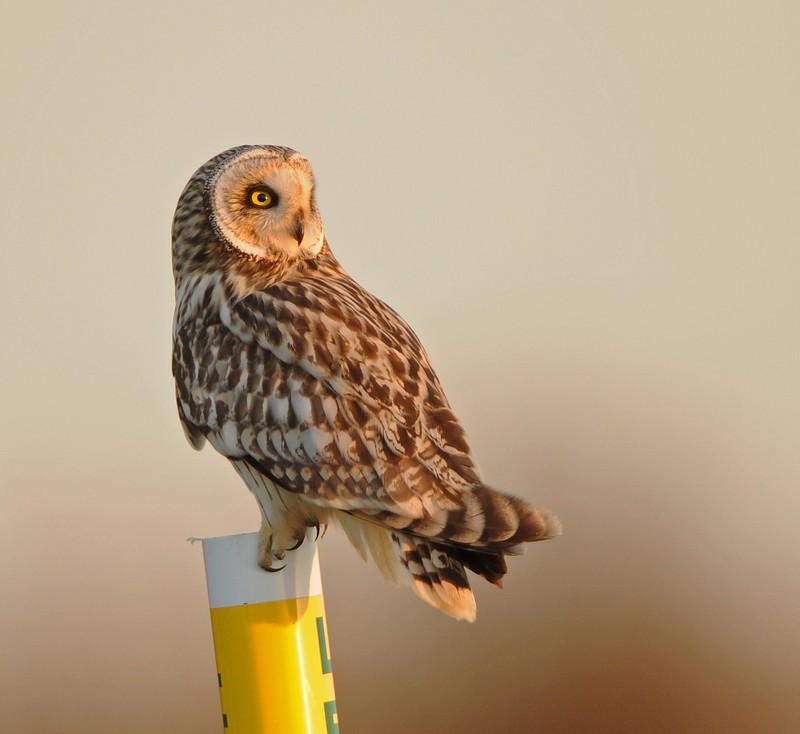 Short-eared Owl