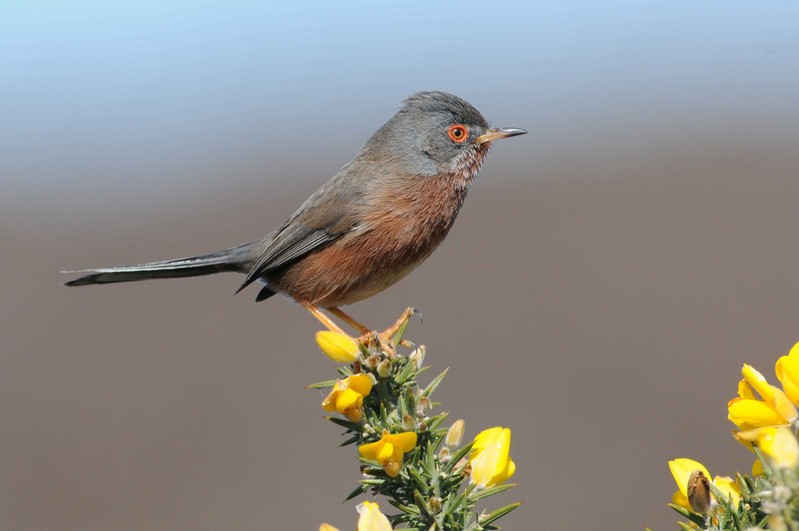 Dartford Warbler