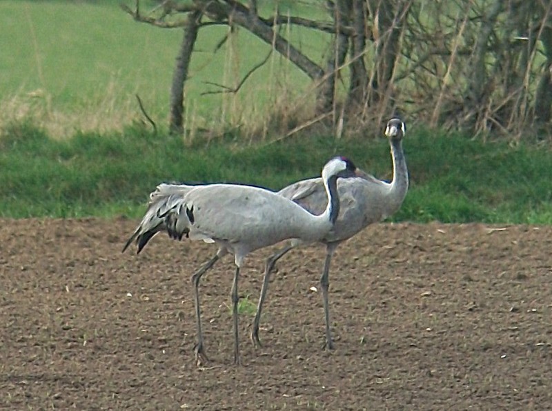 Common Crane