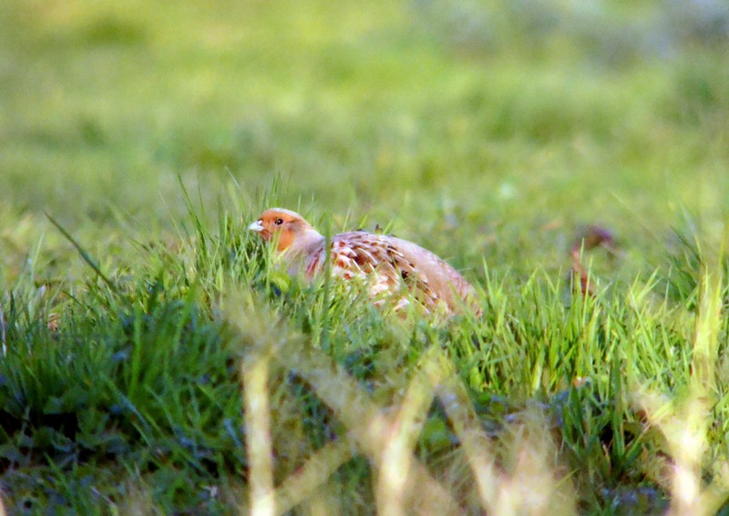 Grey Partridge