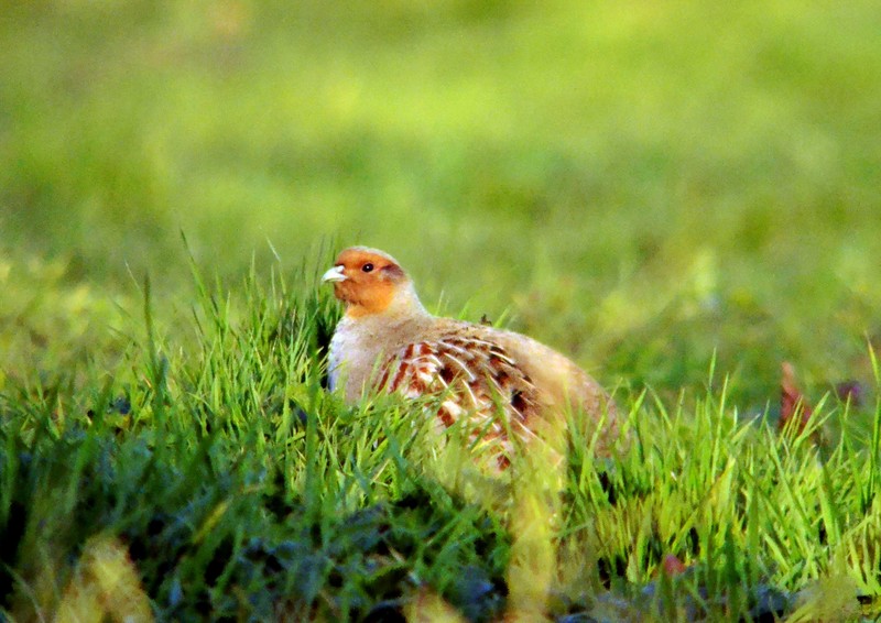 Grey Partridge