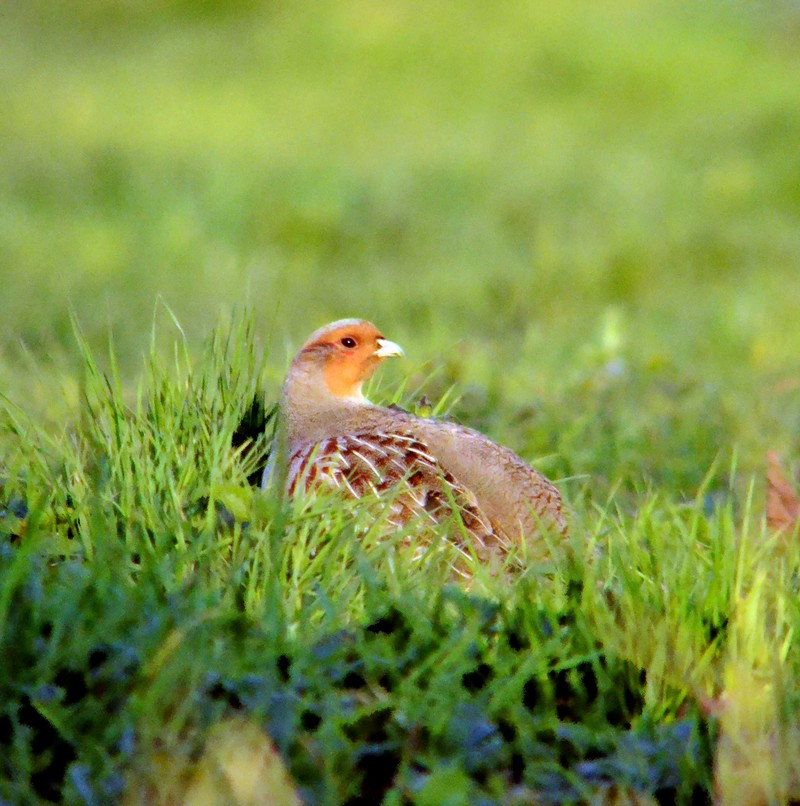 Grey Partridge