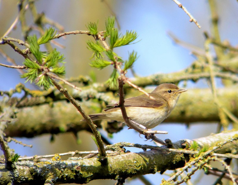 Chiffchaff