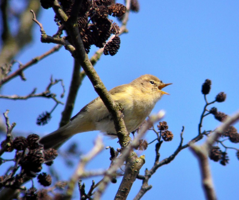 Chiffchaff