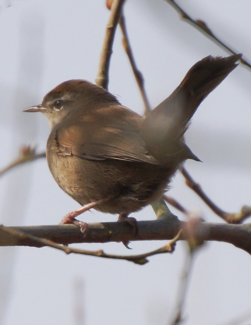 Cetti's Warbler