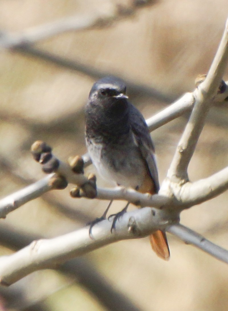 Black Redstart