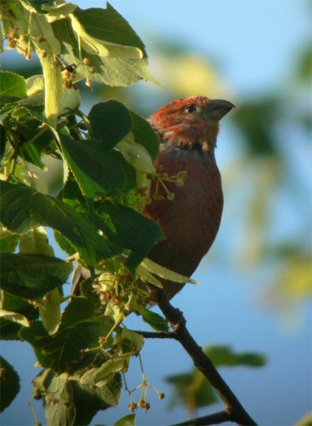 Pine Grosbeak