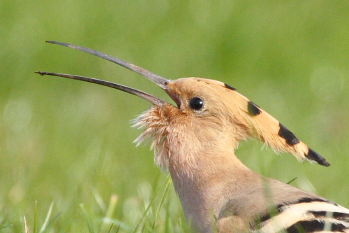 Hoopoe