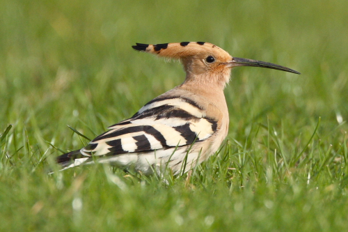 Hoopoe