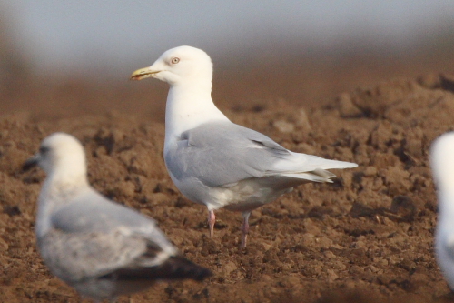 Iceland Gull
