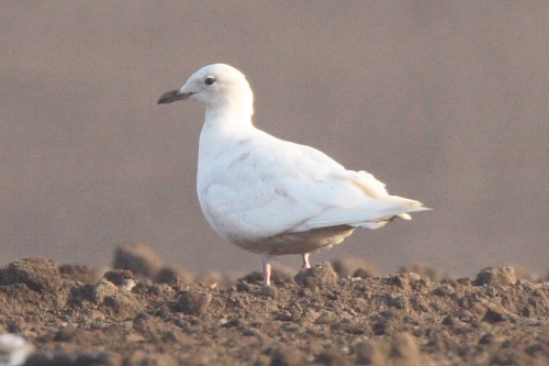 Iceland Gull