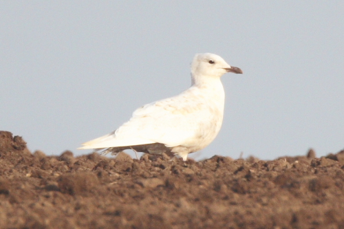Iceland Gull