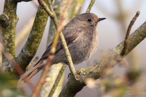 Black Redstart