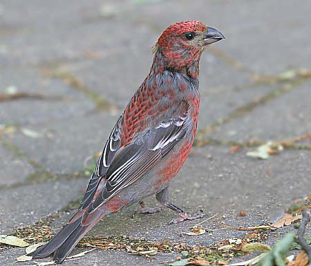 Pine Grosbeak