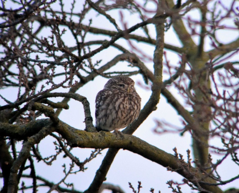 Little Owl