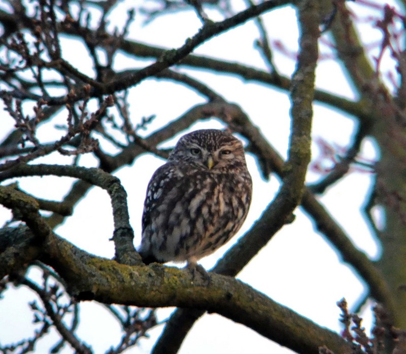 Little Owl
