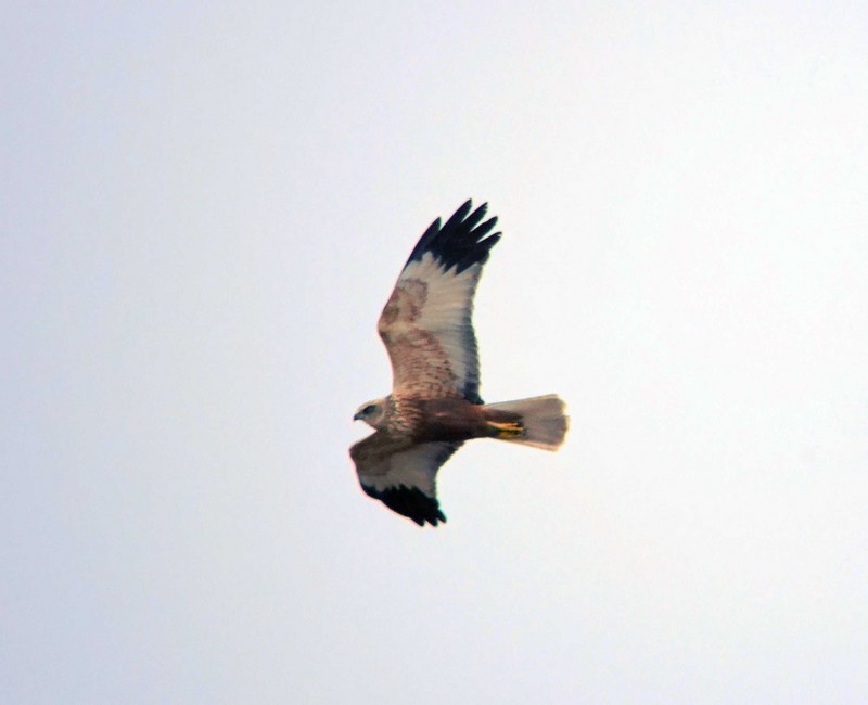 Marsh Harrier
