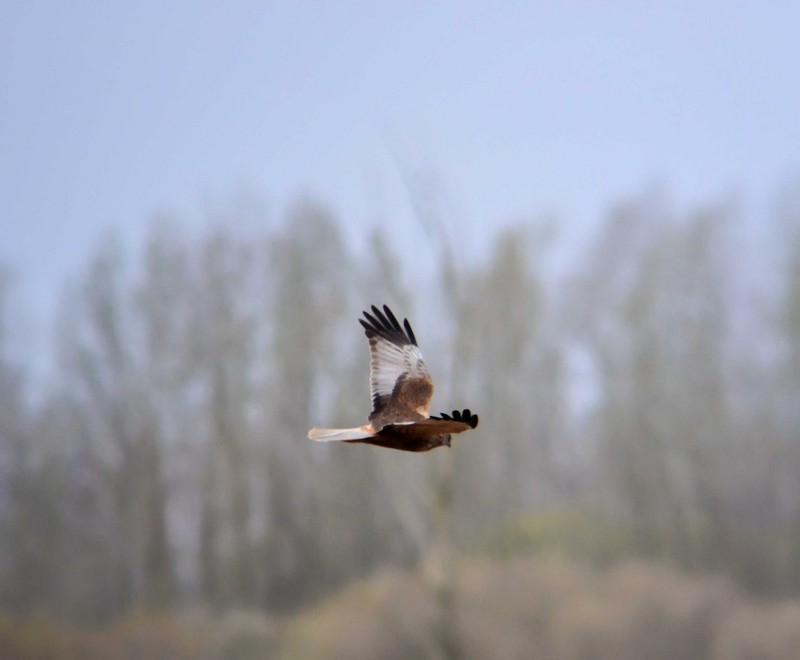 Marsh Harrier