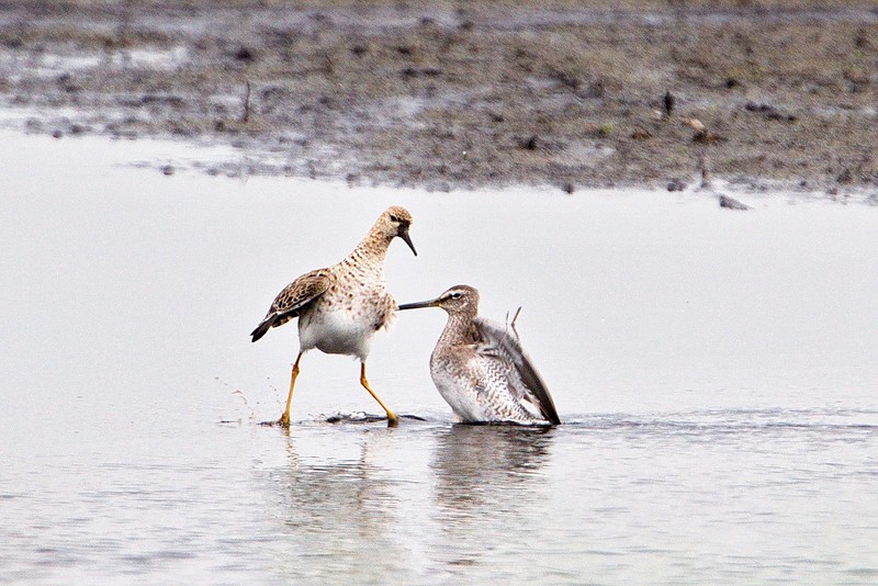 Long-billed Dowitcher