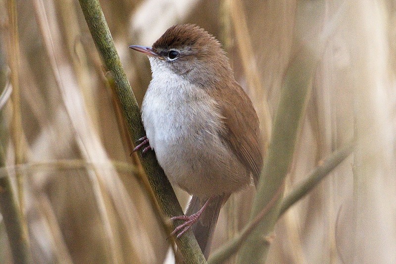 Cetti's Warbler