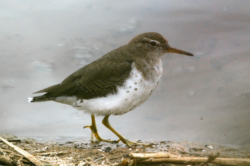 Spotted Sandpiper