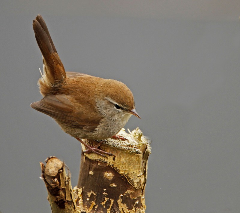 Cetti's Warbler