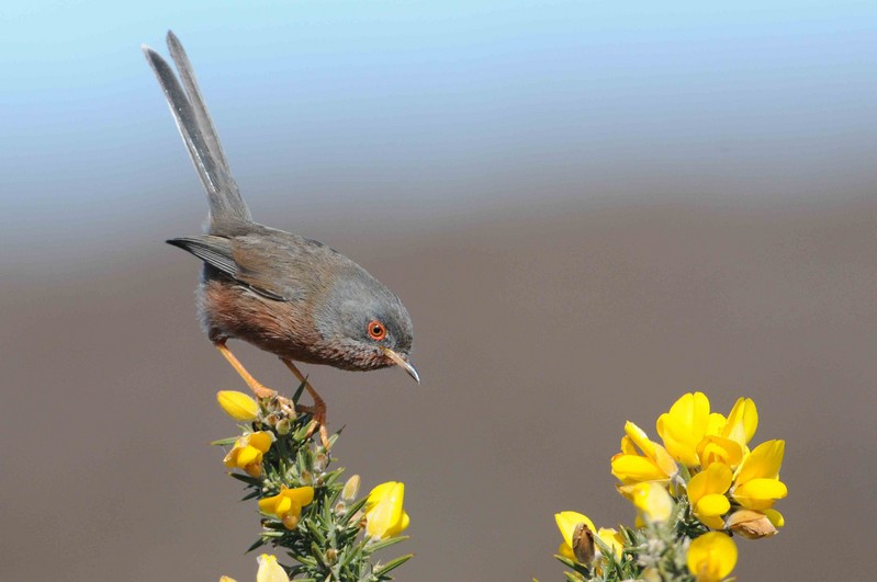 Dartford Warbler