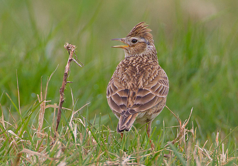 Skylark