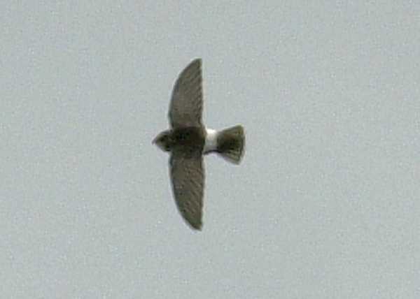 Little Swift