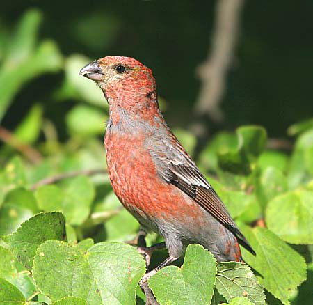 Pine Grosbeak