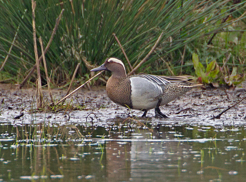 Garganey