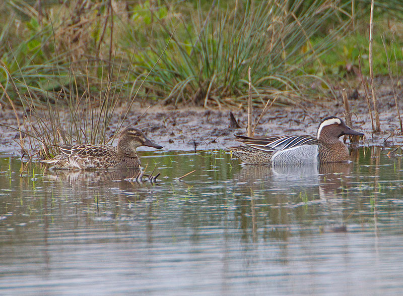 Garganey
